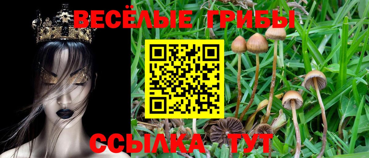 Гурьевск  Псилоцибиновые грибы ЛСД  Вход с VPN  Псилоцибиновые грибы Cubensis 